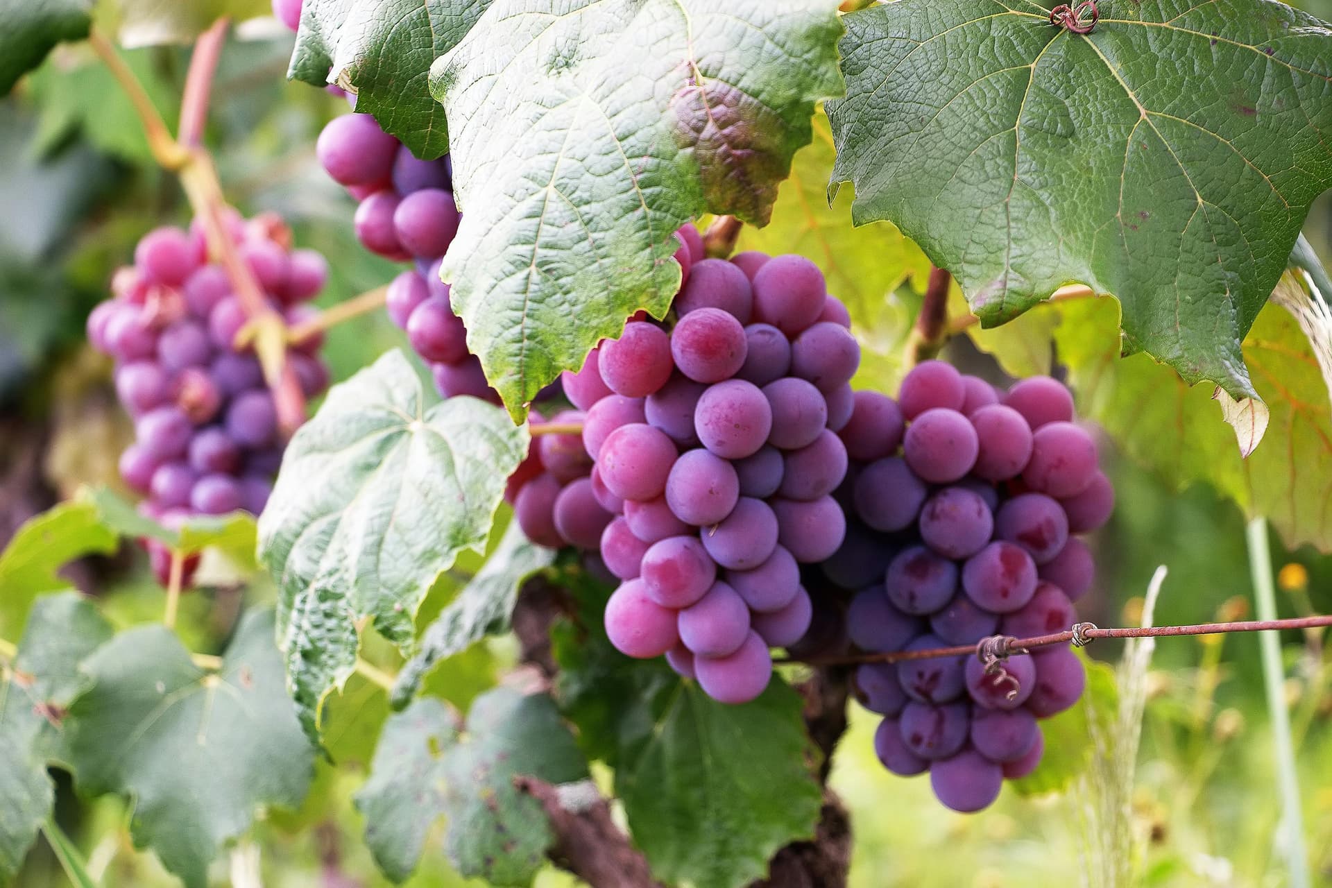 Sacramento Wineries That Capture the Spirit of the Delta