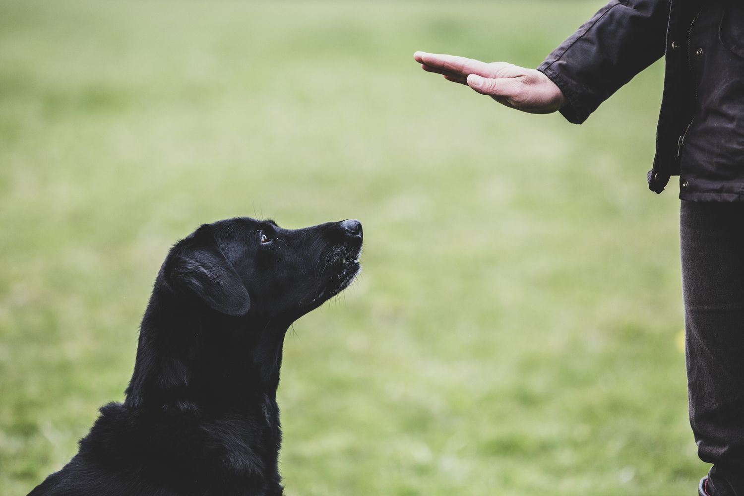 Dog Leash Training for Better Walks in Phoenix